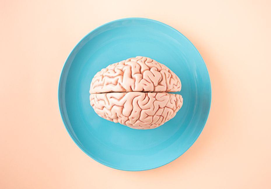A human brain model displayed on a plate, representing the study of neuroscience.